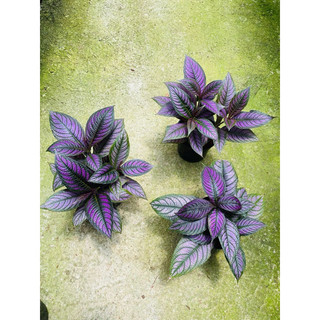 Chậu persian shield - gấm phụng hoàng