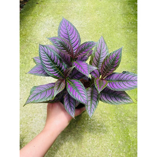 Chậu persian shield - gấm phụng hoàng
