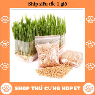 Hạt giống cỏ mèo lúa mì tiêu búi lông combo 2 gói 15g