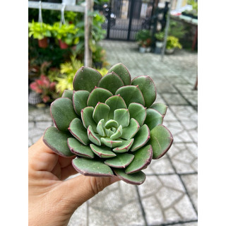 Sen ba màu lông size nhỏ