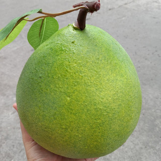 1 Quả bưởi giả giống như thật - trái cây giả - TUYET XUAN SHOP