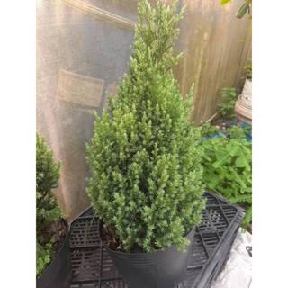 Cây Sơn Tùng chơi Noel cao nhiều size từ 40 đến 90cm CUTE - Trang trí nhà, bàn làm việc rất sang trọng