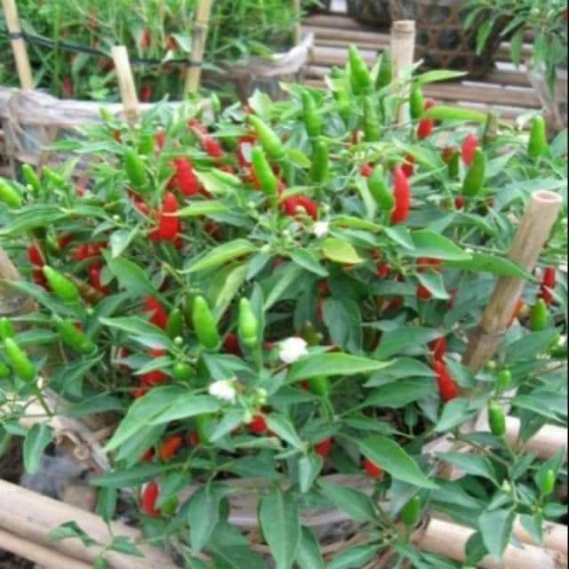 Cây ớt hiểm , ớt thóc , ớt xiêm rừng cho quả cay thơm giá trị kinh tế cao