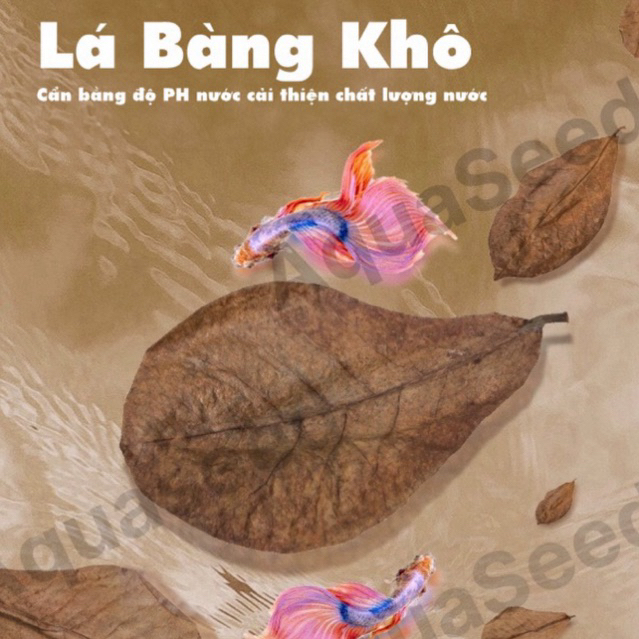 Terminalia - Lá Bàng Khô Cân Bằng PH Cải Thiện Chất Lượng Nước