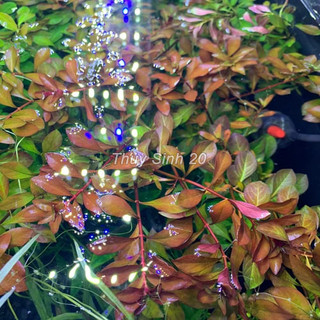 Diệp Hồng Tài lá táo cây thủy sinh lá cạn