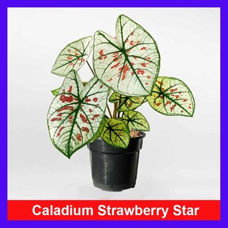 Cây Môn Dâu Caladium Strawberry Star - cây cảnh đẹp để bàn trang trí nhà cửa