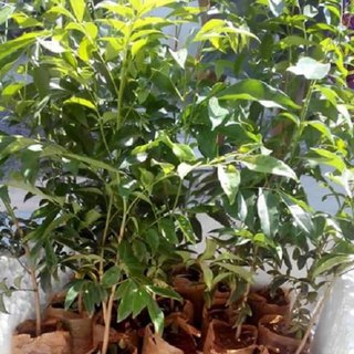 COMBO 2 CÂY MÓC MẬT LÀM GIA VỊ CỰC THƠM
