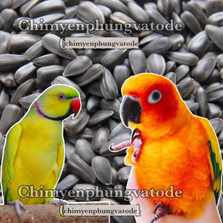 Hạt hướng dương đen/sọc nhỏ cho thú cưng: vẹt, sóc, hamster, nhím..