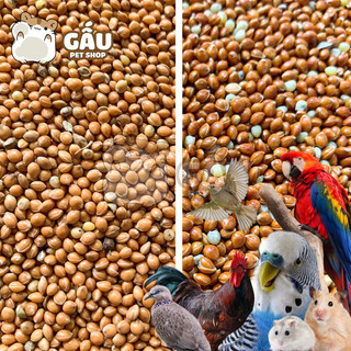 Kê Vàng / Kê Đỏ cho Hamster / Chim Cảnh / Yến Phụng / Cu Gáy / Vẹt