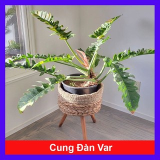 Cây Cung Đàn Var - Philodendron Ring Of Fire Variegated - cây cảnh đẹp trang trí nhà cửa