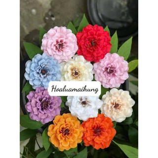 Combo 10 bông hoa thược dược cao cấp bông size đại