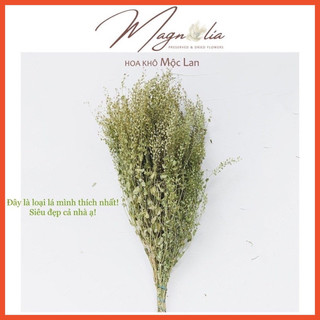Cỏ dong tien Hoa khô decor Bắc Âu Lepidium Pepper Grass chụp ảnh sản phẩm, trang trí nhà cửa