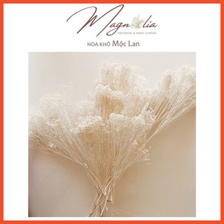 Hoa khô Decor ❤️FREESHIP❤️ Hoa khô Baby Broom Bloom trang trí phòng khách, chụp ảnh sản phẩm
