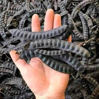 [ 1KG ] Bồ Kết Khô Loại 1 Nguyên Trái Quả Đều Đẹp, Xông Nhà, Gội Đầu