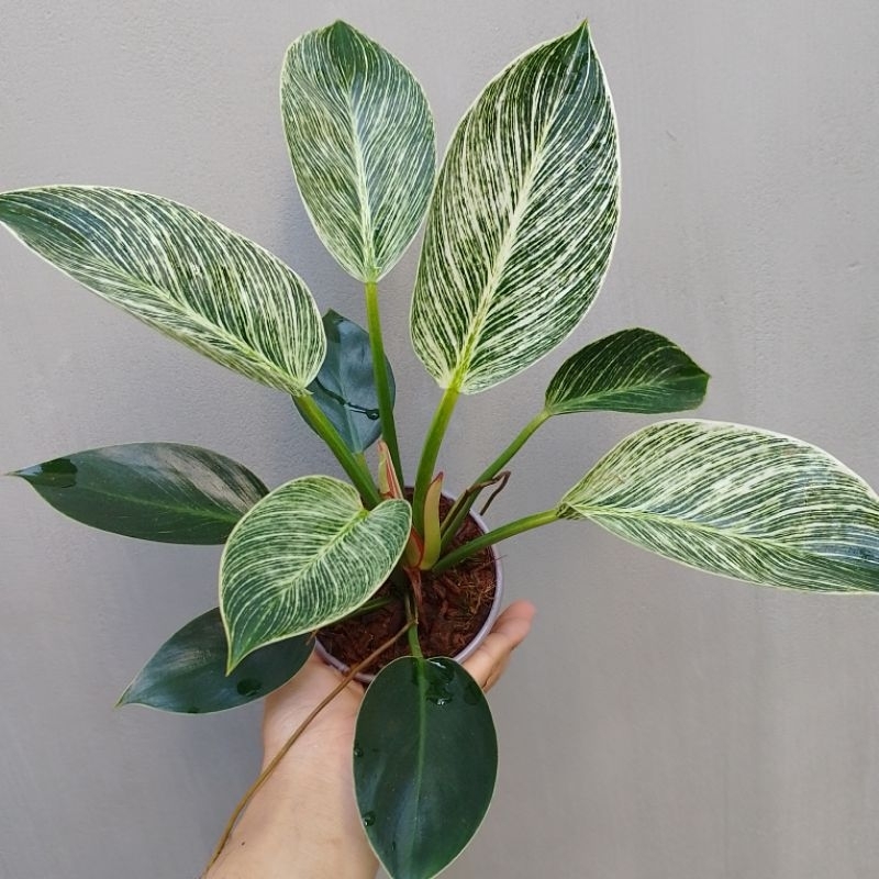 Trầu bà đế vương kim cương / Philodendron Birkin