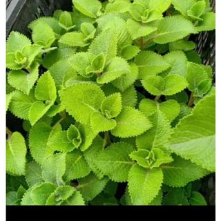 HẠT GIỐNG RAU HÚNG CHANH GÓI 200 HẠT