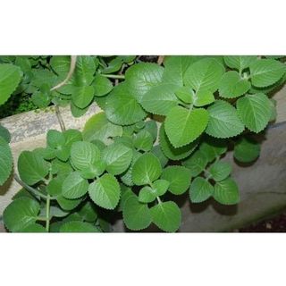 HẠT GIỐNG RAU HÚNG CHANH GÓI 200 HẠT
