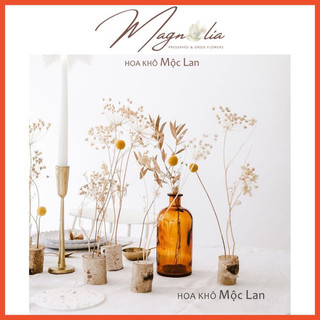 Cúc nút áo ❤️FREESHIP❤️ Hoa khô Craspedia Billy Ball decor phong cách Bắc Âu, trang trí nhà cửa