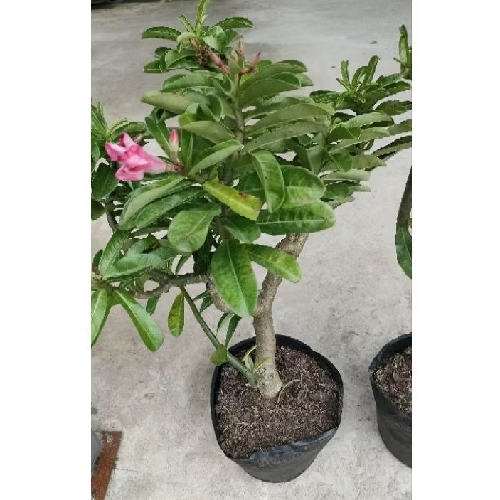 Cây hoa sứ kỳ duyên