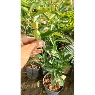 Chậu cây tắc ngọt đài loan  thế hệ 3 loại quả to hơn ngón tay cái (  cao 50-70cm )