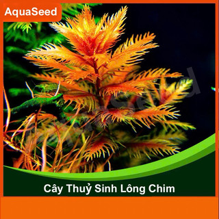 Proserpinaca palustris - Cây Lông Chim - Cây Thuỷ Sinh