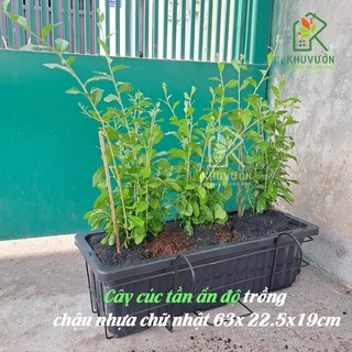 10 chậu cúc tần ấn độ (hỏa tốc)