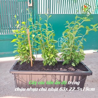 10 chậu cúc tần ấn độ (hỏa tốc)