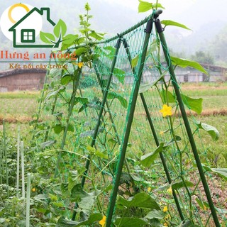 Lưới giàn leo cho tất cả cây thân leo, mỗi ô kéo giãn 10cm - có 4 size chọn