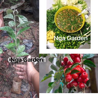 Cây giống nhót ngọt quả to