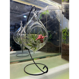 Bình thuỷ tinh trồng terrarium, kèm móc