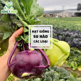 Hạt giống su hào tím, su hào xanh rạng đông - rado 684 - 2g, gói nhỏ trồng thử