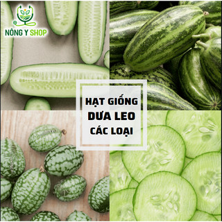 Hạt giống dưa leo các loại Rạng Đông, dưa leo trái dài, dưa leo Nhật, dưa chuột, dưa nếp, dưa bao tử, dưa chuột leo mini