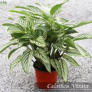 Cây Đuôi Công Xanh vittata (cây để bàn nội thất)