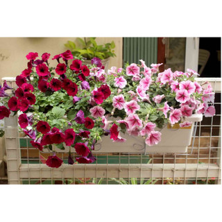 combo 1 bộ móc sắt treo ban công + chậu chữ nhật dài 48cm x rộng 19,5cm