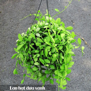 Lan hạt dưa xanh chậu treo