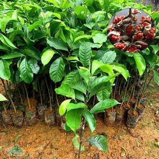 CÂY GIỐNG DỔI GHÉP NHANH THU HOẠCH