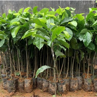 CÂY GIỐNG DỔI GHÉP NHANH THU HOẠCH