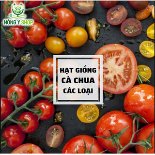 Hạt giống cà chua các loại Rạng Đông, cà chua chịu nhiệt, bi lùn vàng, bi lùn đỏ, cà chua cherry, cà chua socola