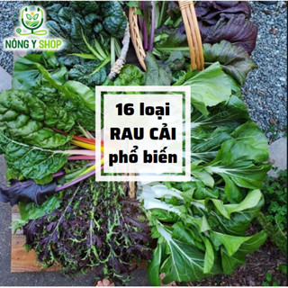Hạt giống các loại rau cải Rạng Đông, cải ngọt, bẹ xanh, bó xôi, cầu vồng, bẹ dún, thìa, bẹ trắng, xậy, cải ngồng, rổ