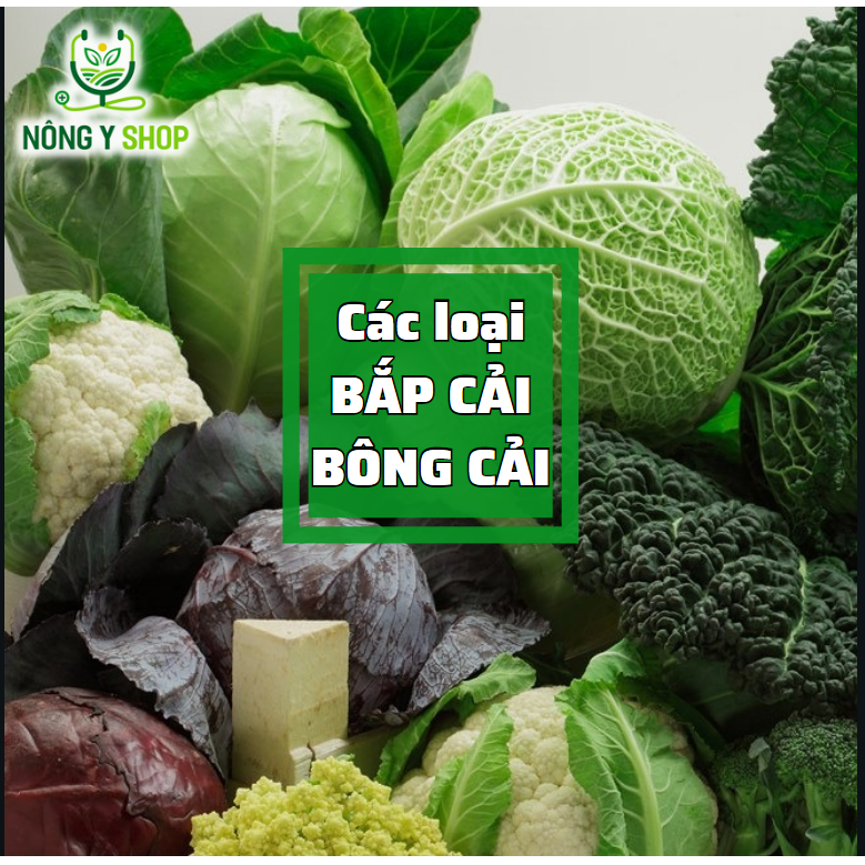 Hạt giống các loại Bông Cải, bắp cải Rạng Đôn, bông cải Xanh Baby (súp lơ xanh baby), bông cải trắng
