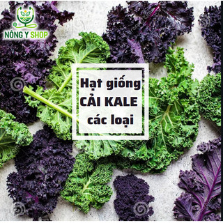 Hạt giống cải Kale, cải xoăn các loại Rạng Đông, cải kale tím, cải kale xanh, cải kale khủng long