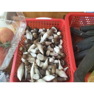 nấm mối  đen to 100g