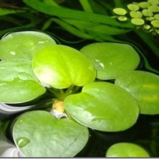 Bèo Nhật thủy sinh lọc nước bể cá | Cây thủy sinh