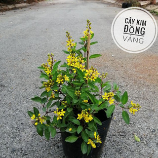 Cây hoa kim đồng ưa nắng cao 30-35cm
