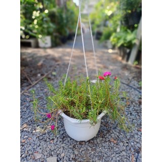 Cây hoa mười giờ chậu treo 19x14cm (chỉ giao hoả tốc HCM)