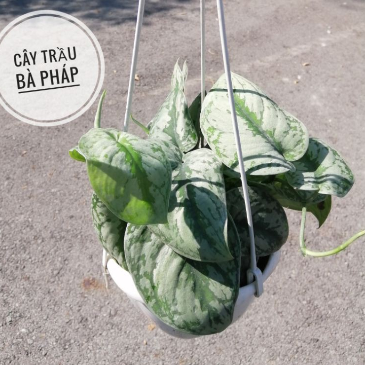 Cây Trầu Bà Pháp, trầu bà lụa (P. Silver)