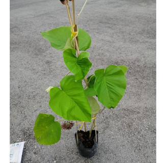 Dây leo cát đằng lá lớn leo giàn siêu nhanh(BẠC THAU)