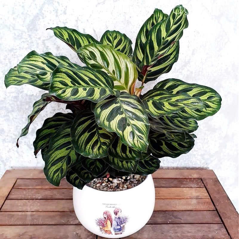 Cây đuôi công đốm cỡ to bán kính 25-30cm trang trí nội thất, để bàn làm việc, decor cửa hàng mang đến may mắn cho giachủ