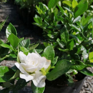 CÂY LÀI TIỂU THƯ (hoa rất thơm)
