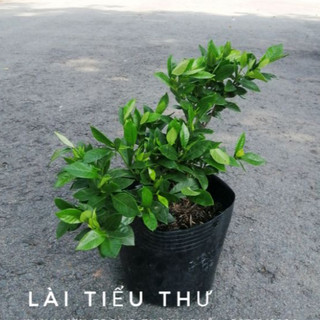 CÂY LÀI TIỂU THƯ (hoa rất thơm)